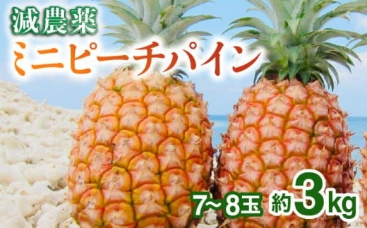 2026年 先行予約 栽培期間中 減農薬 ミニピーチパイン 3kg (7～8玉)  西表島アナナス農園 完熟 パイン 果物 フルーツ