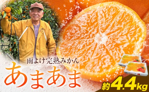 雨よけ完熟みかん「あまあま」選べる内容量 約4.4kg 正木久之《12月下旬-1月中旬》徳島県 佐那河内村 みかん ミカン 蜜柑 柑橘 箱入り 化粧箱 フルーツ 果物 くだもの 贈答【配送不可地域あり】※離島不可