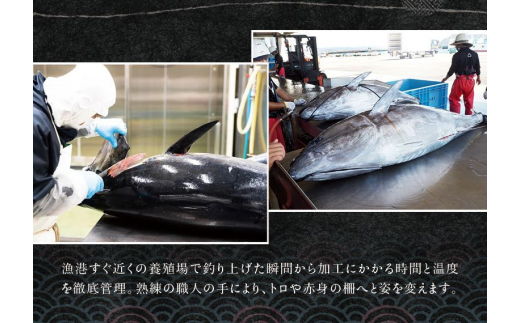 本マグロ（養殖）トロ＆赤身セット 240g 【12/25～29発送】高級 クロマグロ  中トロ 中とろ まぐろ マグロ 鮪 刺身 赤身 柵 じゃばらまぐろ 本マグロ 本鮪 【nks113C-sg】