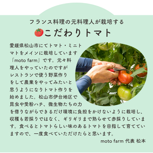 moto farm トマト 2kg  甘みと酸味の絶妙なバランスの麗月トマト 赤採れ  | トマト とまと 野菜 産地直送 数量限定 完熟 赤採れ とまと2kg 愛媛 松山 【MTF004】