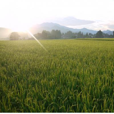 ふるさと納税 三条市 コシヒカリ 10kg (5kg×2袋) 令和7年産 新潟県三条市 【014S020】 |  | 01