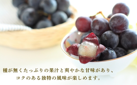 【2026年先行予約】朝採り 巨峰 約800g | 巨峰 千曲市 長野県産 信州