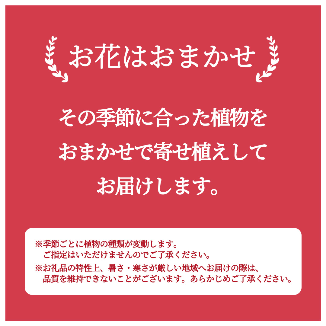 季節の寄せ植え＜花わたひき＞ (BY002)