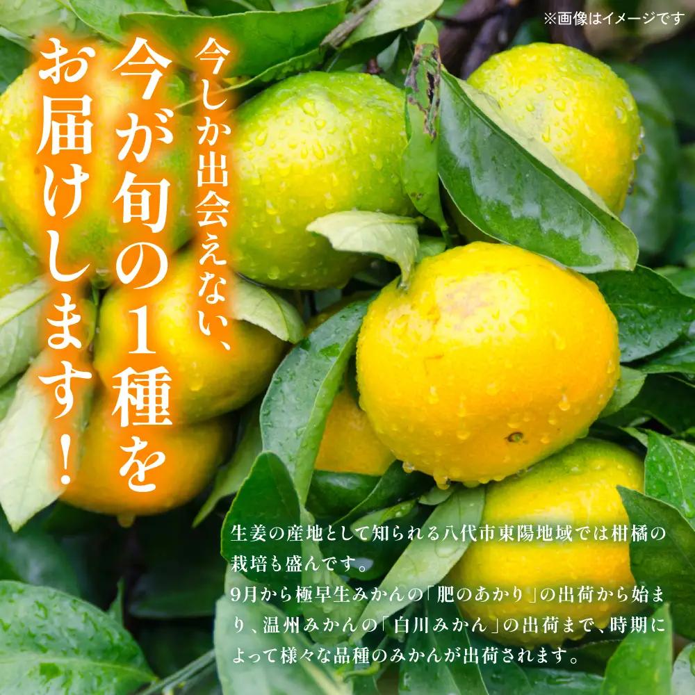 【先行予約】みかん 数量限定 八代市東陽町産の季節のみかん5kg みかん 【2026年9月下旬より順次発送】 