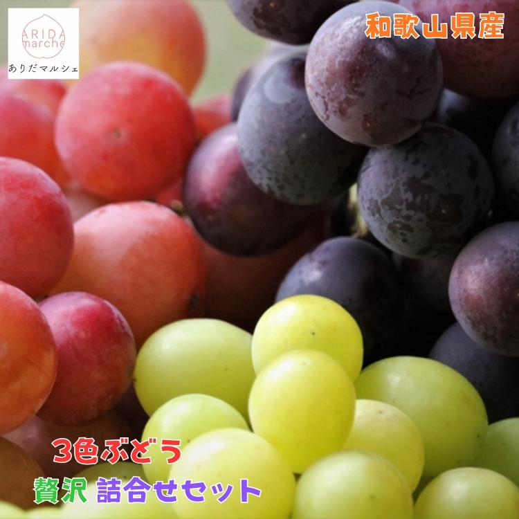 農家直送 3色ぶどう詰め合わせ贅沢セット 約3kg入り ［2026年・先行予約］