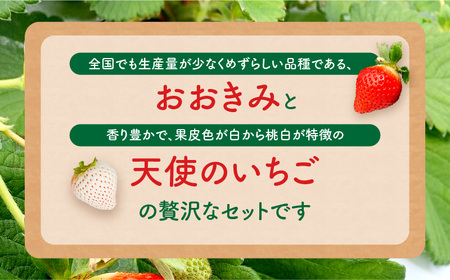 《2025年発送先行予約》【数量・期間限定】宮崎県産 幸せの紅白いちごセット（おおきみ&天使のいちご）大サイズ2パック いちご 果物 フルーツ