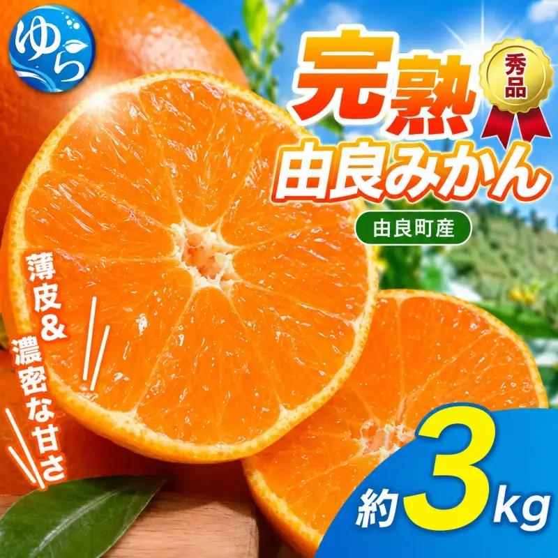 薄皮で濃い甘さ！完熟由良みかん【秀】3kg×1箱（混サイズ）和歌山県由良産※2026年11月下旬頃から12月下旬頃に順次発送予定 / 柑橘 ミカン 蜜柑 甘い 由良町 フルーツ 果物 くだもの 食品 
