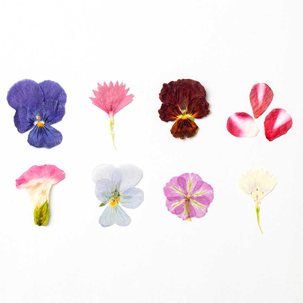 【ふるさと納税】押し花MIX（20輪入り）3パックセット【食べられるお花 栽培期間中 農薬不使用】　食用花 農薬不使用 ギフト サプライズ