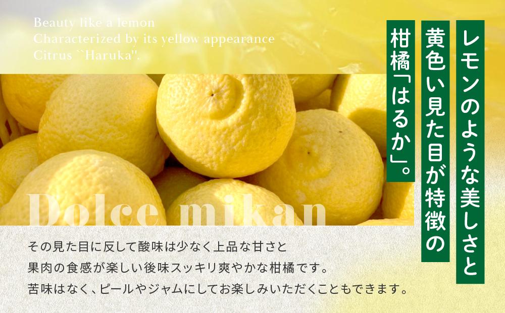 厳選！早春の香り！完熟はるか 家庭用（約3kg）2025年2月中旬～3月上旬 発送予定 フルーツ お取り寄せ 産地直送 もりの農園 ドルチェみかん【人気 おすすめ 瀬戸内 広島県  尾道市】