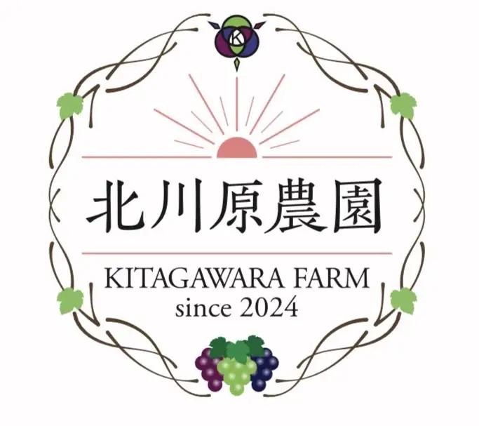 【2026年先行予約】種なしぶどう クイーンルージュ®(長野県オリジナル品種) 約1kg (2 ~ 3房) ｜ ぶどう