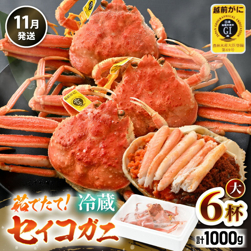 【ふるさと納税】【先行予約】【冷蔵】旬のセイコガニ 大 6杯 計1.0kg以上（茹で前）説明書付き 【2025年11月上旬以降順次発送予定】全て地物！ 天然！ ズワイガニメス せいこがに