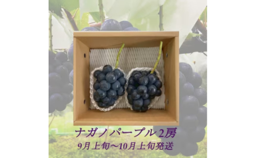【2025年9月より順次発送】信州産ナガノパープル2房（合計1kg以上）大粒＆大房