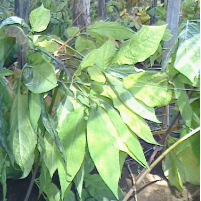 ふるさと納税 長野県 生高麗人参 6年生 約80g/1本【 栽培期間中低農薬 】信州産 朝鮮人参 国産 |  | 03