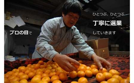  果樹園みかんの木の早熟早生みかん小玉サイズ　約５ｋｇ 温州みかん 早生温州みかん 国産みかん 小玉みかん 佐賀県 太良町 M104