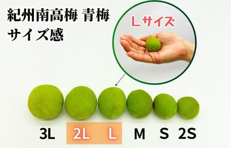 【2025年7月上旬～出荷予定】梅 冷凍 青梅 南高梅 3kg ( 1kg × 3袋 ) 秀品 2L or Lサイズ 和歌山県産 紀州有田  【みかんの会】