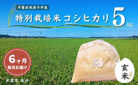 【毎月定期便6回】冷めても美味しい 農家直送 千葉県産 特別栽培米コシヒカリ 5kg×6回 計30kg（玄米）