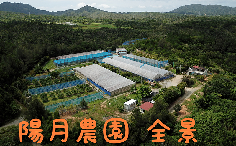 2025年発送【陽月農園】　贈答用マンゴー 約1kg フルーツ 果物 期間限定 数量限定 先行予約 南国 プレゼント お土産 おみやげ ギフト くだもの 沖縄 おきなわ 青果 デザート おすすめ 人気