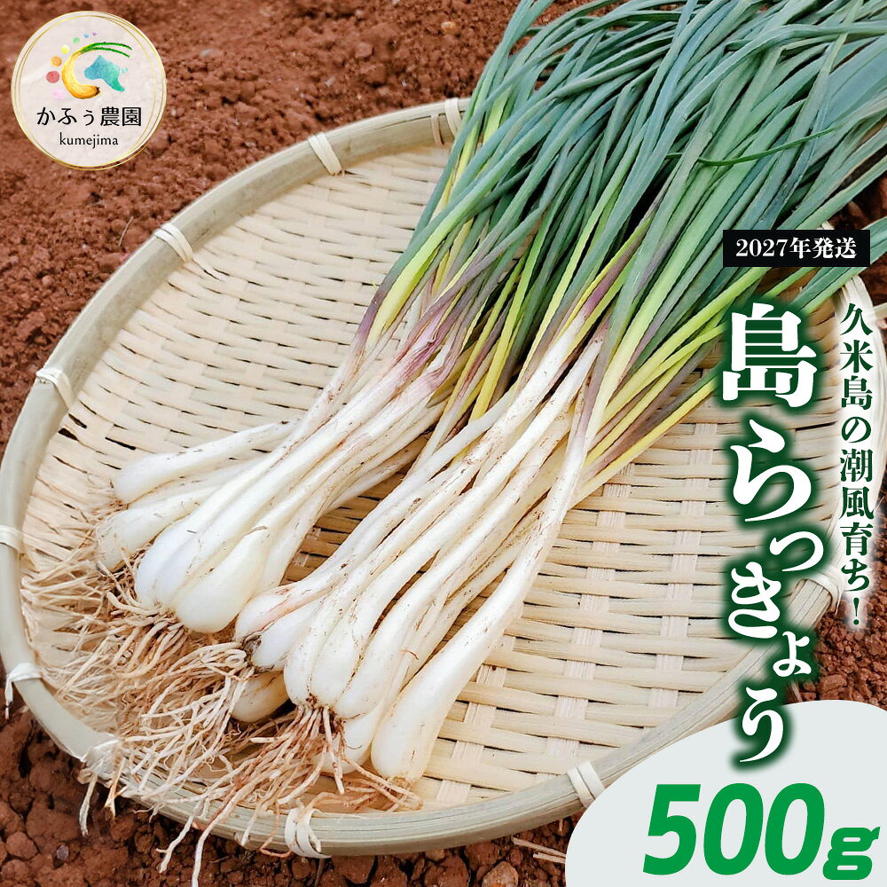 【ふるさと納税】【2027年発送】久米島の潮風育ち！島らっきょう 500g