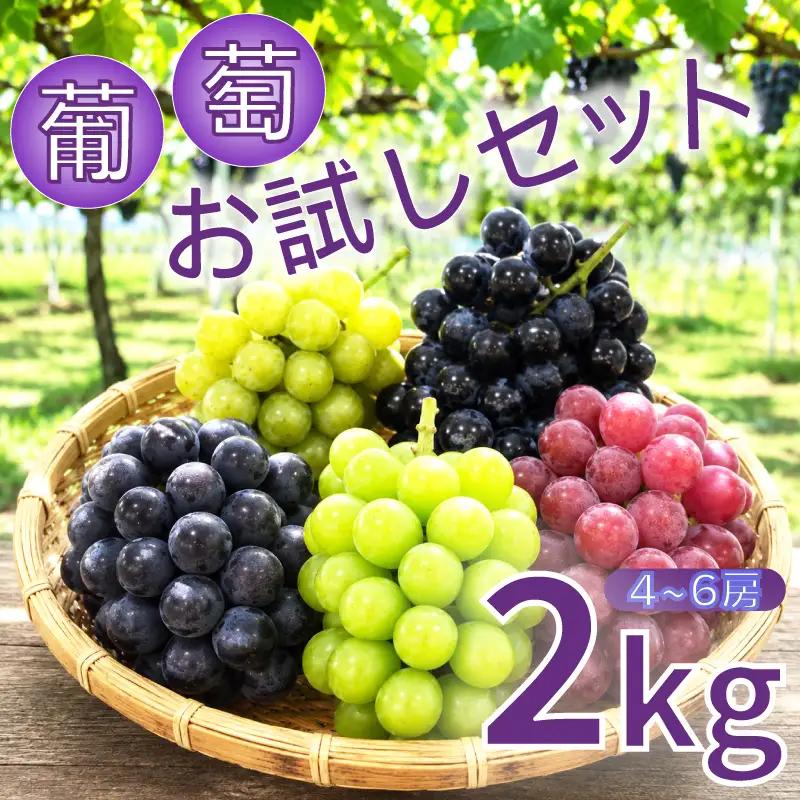 【2026年8月から発送】【先行予約】 2026年発送 旬のぶどう食べ比べお試しセット|ぶどう RYE