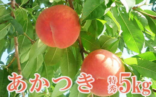 【ふるさと納税】No.2514 もも　特秀「あかつき」約5kg【2025年発送】