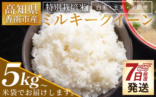 
                  【選べるｋｇ数】ミルキークイーン 白米 定期便 セット （令和8年産） （白米 みるきーくいーん 米 高知県 香南市 新米 精米 白米 国産ミルキーくいーん セット 特別栽培米 ミルキークイーン 定期便） Tsr-0018
                