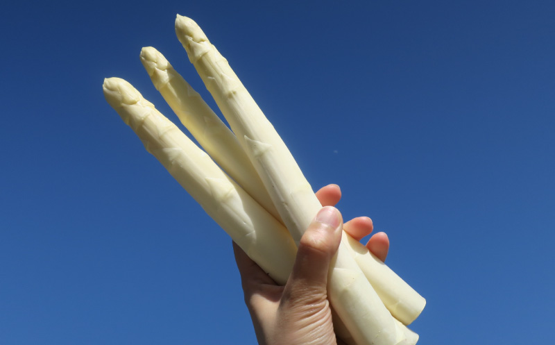 北海道栗山町産 極太ホワイトアスパラ（4Lサイズ以上）1kg オジファーム