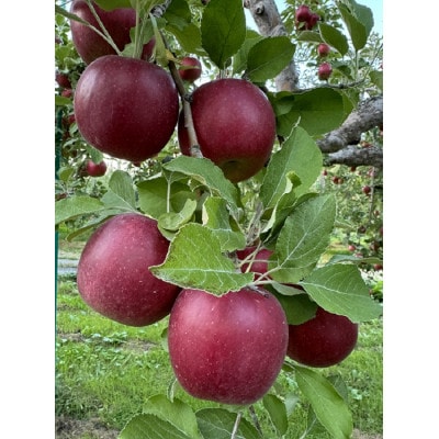 クセになる酸味、お菓子作りに良し!生食でも良し!青森県産　紅玉(こうぎょく)　【贈答用】約3キロ【配送不可地域：離島】