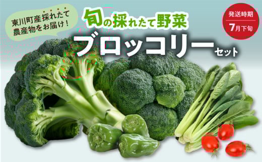 【7月下旬発送】旬の採れたて野菜「ブロッコリーセット」