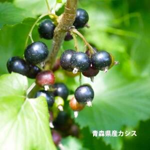 青森県産カシス使用　カシスパウダー　1袋(100g入り)【1654679】
