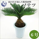 【ふるさと納税】緑の匠が選んだ観葉植物 素敵な空間づくりに ソテツ 6号【C2-021】 ソテツ 観葉植物 緑 空間づくり インテリア おしゃれ