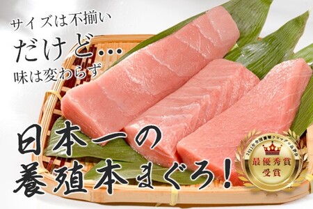 【訳あり】本マグロ 中トロ140g 不定貫 養殖マグロ 高知県産 指定日発送可能
