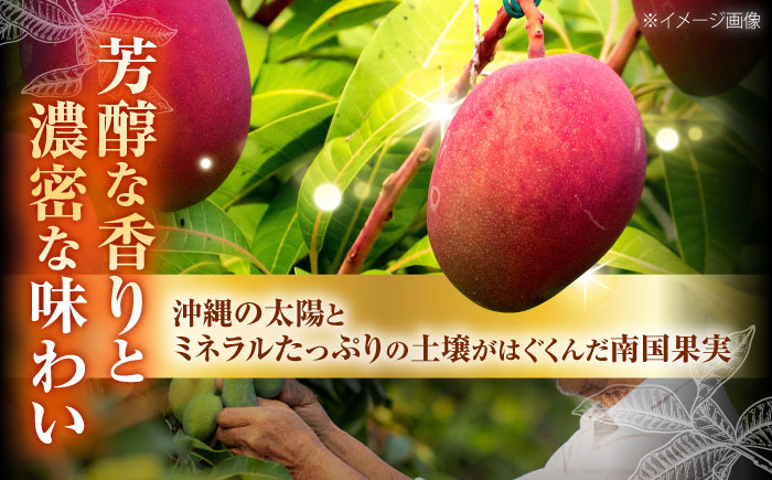 【2026年発送】訳あり 完熟マンゴー 約1.5kg (3〜6玉入) マンゴー 沖縄 果物 フルーツ ギフト 沖縄市 / ちゃんぷる〜市場 [BCAA001]
