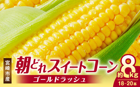 《2026年発送先行予約》【数量・期間限定】宮崎市産朝どれスイートコーン（ゴールドラッシュ）約8kg とうもろこし トウモロコシ スイートコーン  