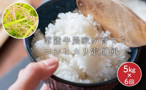 定期便 常陸牛農家が育てるコシヒカリ 5kg×6回 令和7年度産 米 お米 白米 こめ 精米 取り寄せ 特産 ごはん ご飯 コメ お取り寄せ ギフト 贈り物 お弁当 弁当 おにぎり ふっくら ツヤツヤ 甘い 農家直送 産地直送 国産 茨城県産