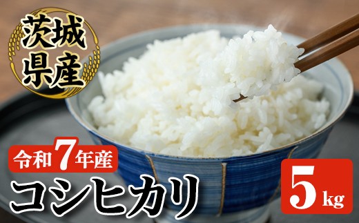 常陸大宮産 コシヒカリ 5kg 米 お米 令和7年 精米 白米 米 こめ コメ ご飯 ごはん コシヒカリ こしひかり 5kg 5キロ 【JA常陸　常陸農業協同組合】【ho1574】