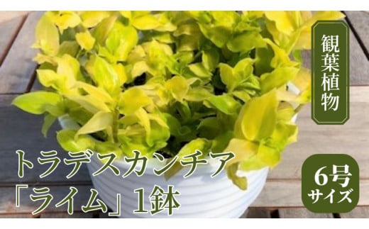
【 観葉植物 】 トラデスカンチア 「 ライム 」 1鉢 ( 6号サイズ ) ガーデニング 室内 植物 花 鉢 緑 トラカン
