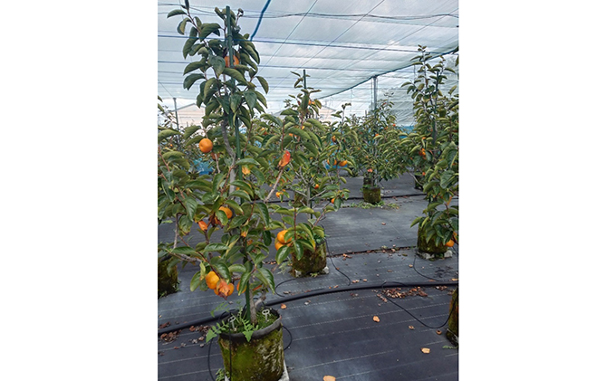 【先行予約】こだわり栽培ポット柿（早秋柿） 2Lサイズ12個入り | 柿 かき カキ 早秋柿 早生品種 甘い ジューシー フルーツ くだもの 果物 秋の味覚 おやつ スイーツ 産地直送 先行 予約 送料無料 岐阜県 瑞穂市 ※離島への配送不可  ※2026年10月中旬～11月上旬頃に順次発送予定