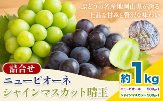 【先行予約】 岡山県産 シャインマスカット「晴王」とニューピオーネ 計 1kg 株式会社はちや《6月下旬～7月下旬頃頃出荷》岡山県 浅口市 ぶどう 葡萄 フルーツ ギフト 果物 デザート 国産【配送不可地域あり】