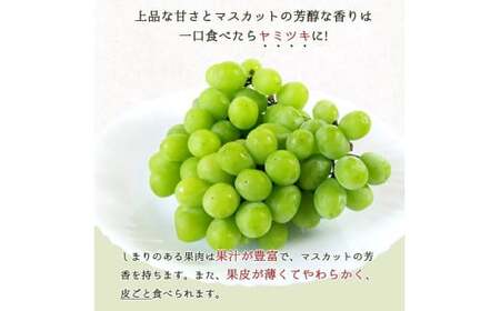 【全4回】紀州和歌山産旬のフルーツ定期便 (スイカ・桃・巨峰・シャインマスカット) / すいか スイカ もも 桃 白桃 巨峰 マスカット シャインマスカット 葡萄 ぶどう 果物 くだもの フルーツ フ