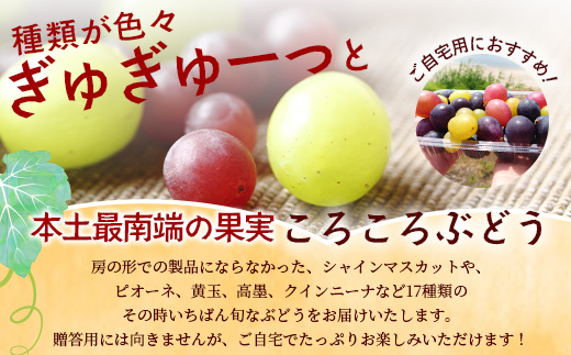 【ふるさと納税】【期間限定・数量限定】今が旬 ＜訳あり＞ 本土最南端ぶどう ころころぶどうパック 約1.2kg TE707｜ 家庭用 産地直送 旬 ブドウ 葡萄 ぶどう フルーツ 果物 くだもの 果実
