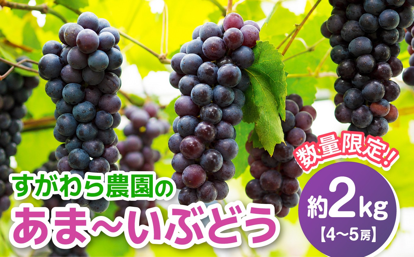 
                  【期間・数量限定】 【先行予約】田舎の完熟ふどう2kg前後 50P3422
                