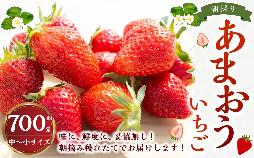 
            よかもんいちごの朝採りあまおういちご 約700g 【2026年1月下旬から2026年4月下旬 出荷予定】 よかもん苺 苺 いちご イチゴ 果物 果実 フルーツ 九州 福岡県 うきは市 冷蔵
          