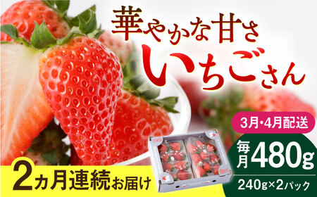 【先行予約】　【2回定期便】いちごさん 240g×2パック 3月・4月配送【StrawberryFarm-K】[IBJ014]