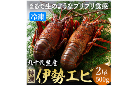  伊勢海老 (刺身用)   2尾 約500g【 イセエビ 伊勢海老 】