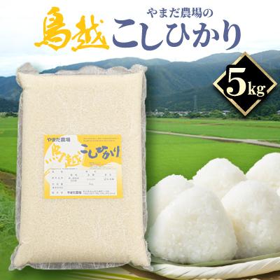 ふるさと納税 白山市 やまだ農場の鳥越こしひかり5kg　白米