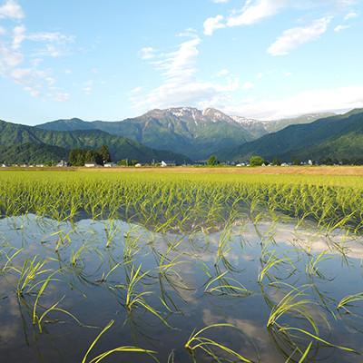 ふるさと納税 南魚沼市 【令和8年産＼新米/】JAみなみ魚沼不動の人気「南魚沼産こしひかり」玄米 5kg |  | 01
