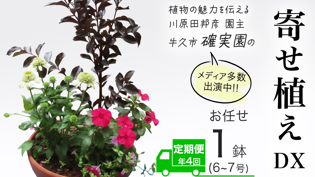 《 3ヶ月に1回お届け！年4回 定期便 》【 確実園 オリジナル 】 寄せ植え DX（おまかせ1点） ガーデニング 花 はな フラワー 鉢 鉢植え [BG012us]