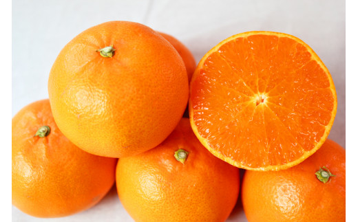 【ご家庭用訳あり】紀州和歌山産　せとか　約５ｋｇ 2027年2月中旬頃〜3月中旬頃発送　【先行予約】【みかん】 【uot748】