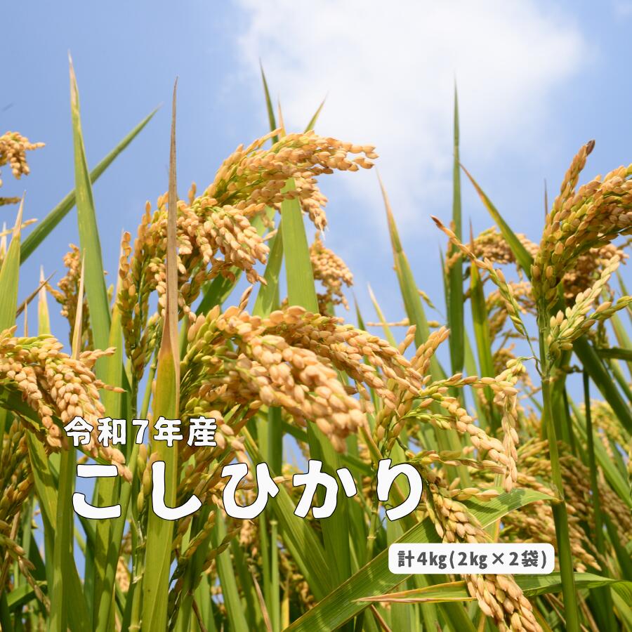【ふるさと納税】令和7年産 しまね川本 こしひかり 4kg(2kg×2) 島根県 川本町産 精米 藤屋 石見米