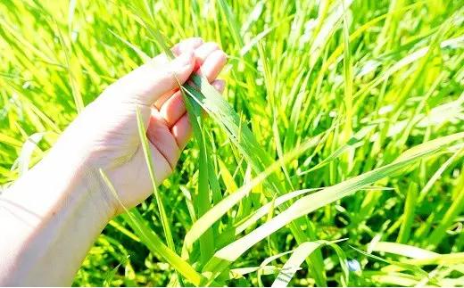 レトルトハヤシ (1人前180g)3個入| レトルト ハヤシライス